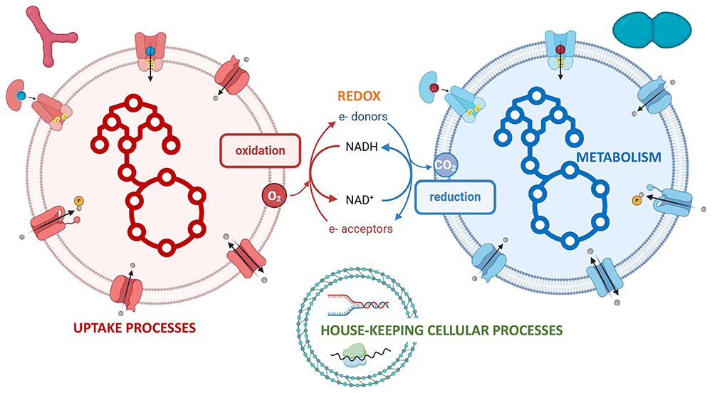 Overview of different classes among the F3M main functional modules allowing the linkage of the major functional processes in microbial interactions.