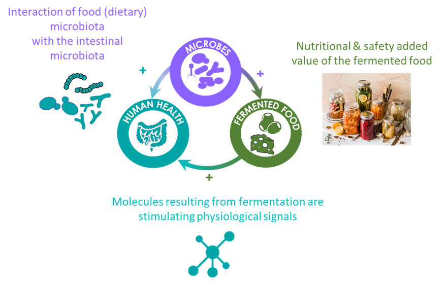 The relationship between fermented food, sustainability and health.